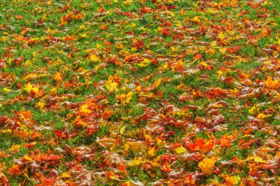 Autumn Leaves on the Lawn